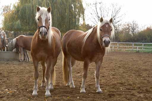 Am wohlsten und sichersten fühlen sich Pferde, wenn sie in einer Gruppe leben und sich auf Koppeln oder Ausläufen frei