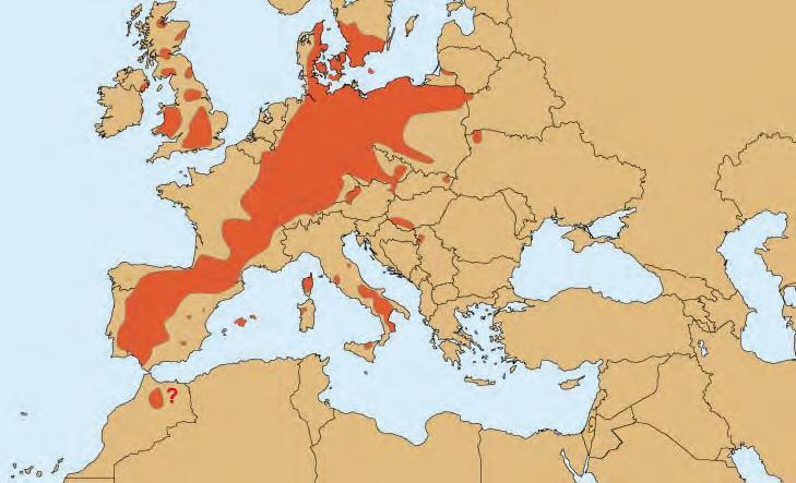 1) Zielart Rotmilan weltweit nur in Europa verbreitet 10.000-14.