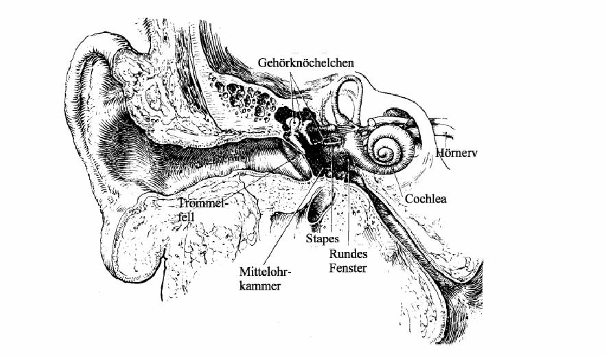 2. Literaturübersicht zur Thematik 2.1 Grundlagen der Hörphysiologie Das Ohr ist eines der wichtigsten Sinnesorgane des Menschen.