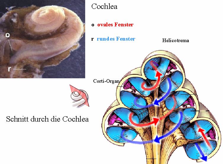 2.1.3 Schallverarbeitung Zum Innenohr werden die Hörschnecke (Cochlea) und das Vestibularorgan gerechnet, die beide in der Pars petrosa des Schläfenbeins liegen.