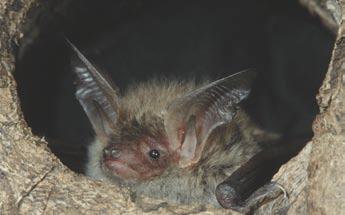 Bats are neither vampires in the sense of Count Dracula, nor do they live up to their creepy image in any other way. Bats play a significant role in the ecosystems they inhabit.