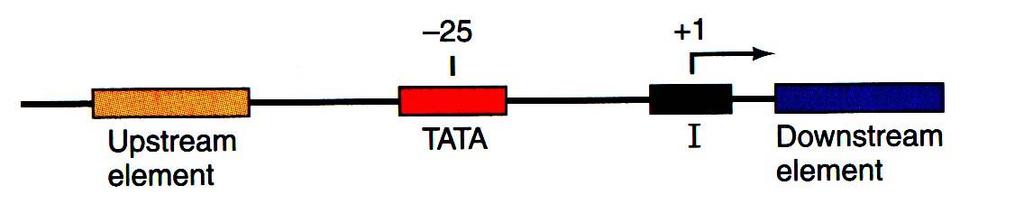 Promotor Elemente RNA-Pol