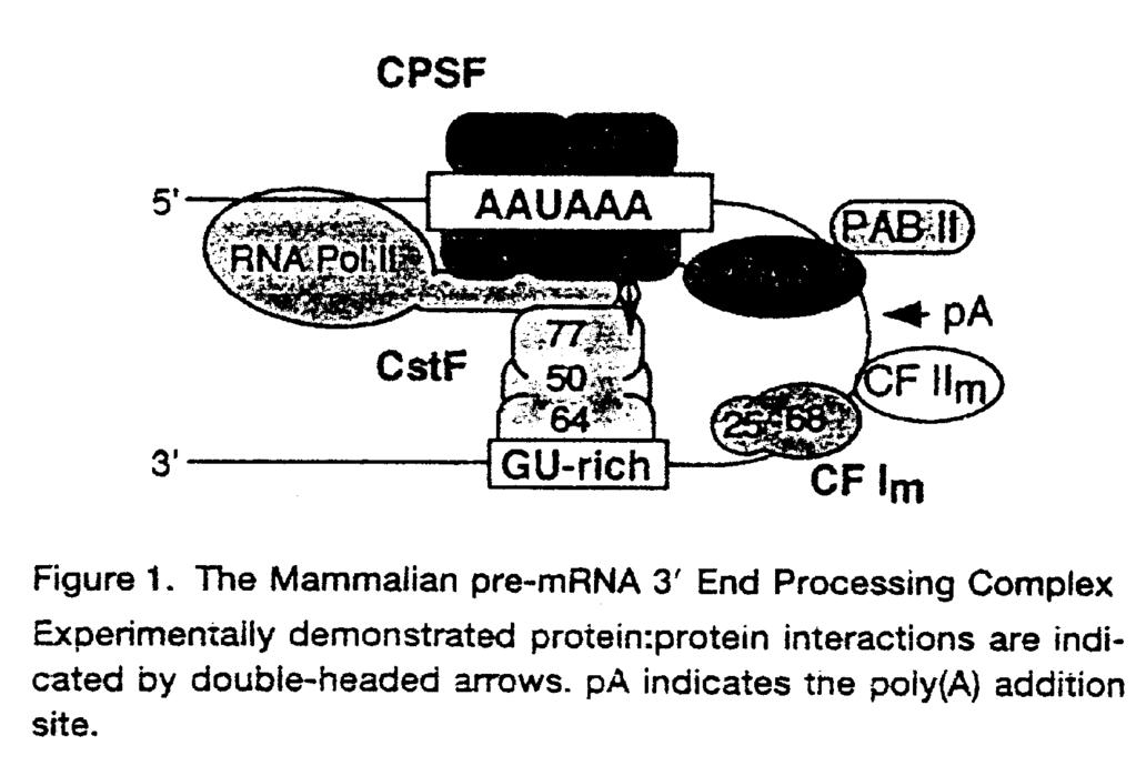 Poly-Adenylierung am 3 Ende der mrna CPSF= cleavage and polyadenylation specific
