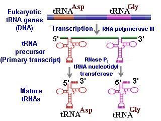 Polymerase III Gene: