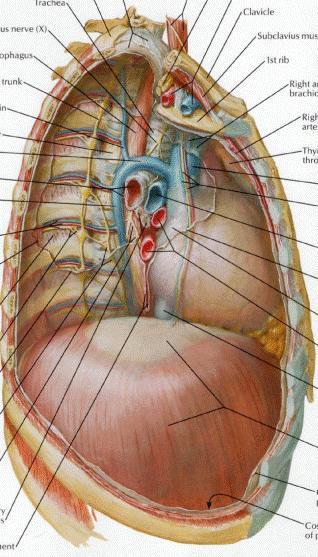 Bild aus: http://intranet.tdmu.edu.ua/data/kafedra/internal/anatomy/classes_stud/en/stomat/ptn/1/28%20inferior% 20vena%20cava%20system.