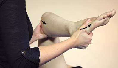 Seite. Vorgehen Das Bein wird passiv in ca. 90 -Flexion (Hüfte und Knie) gebracht. Der Daumen der kranialen Hand liegt auf dem Caput fibulae, die kaudale Hand umfasst den Calcaneus und den Mittelfuß.