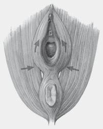 transversus perinei superficialis und profundus sowie des M. bulbocavernosus erkennen. Für die Statik des Beckenbodens sind diese Muskeln nicht wesentlich; = M. bulbospongiosus, = M.