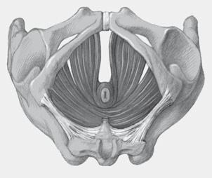 Die breite Insertion am vorderen Becken erfolgt im Arcus tendineus levator ani, einer bindegewebigen Verstärkung der Fascia obturatoria des M. obturatorius internus. Abb. 7.