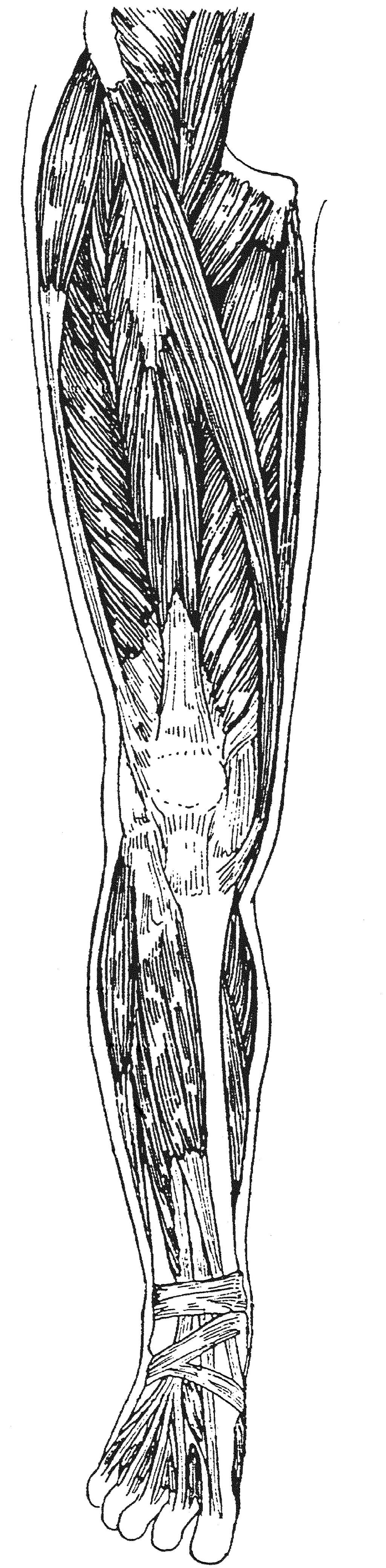 Muskeln der unteren Extremität Übersicht I Iliacus Psoas Sartorius Tensor fasciae latae Vastus intermedius Rectus femoris Vastus lateralis