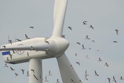 Zugvögel & Windkraft Flughindernis