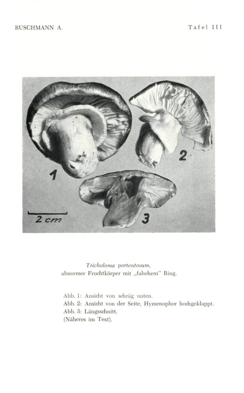 BUSCHMANN A. Tafel III Tricholoma portentosum, abnormer Fruchtkörper mit falschem" Ring. Abb.