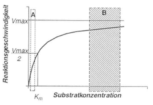 Beispiel 1: Bestimmung der Km der LDH: Messung der Reaktionsgeschwindigkeiten von 6 verschiedenen Substratkonzentrationen K m = [S] bei V max /2 K m (mol/l) Es