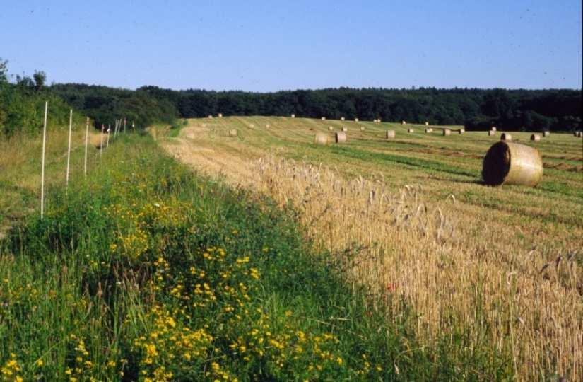 Ökologischer Landbau plus