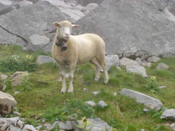 ...unvermittelt wieder in der Tierwelt an: Stämmige Berg-Schafe im Charolais-Look : Kurz darauf überrascht uns Gery mit einem Vorschlag: Wollt ihr Schlaufen