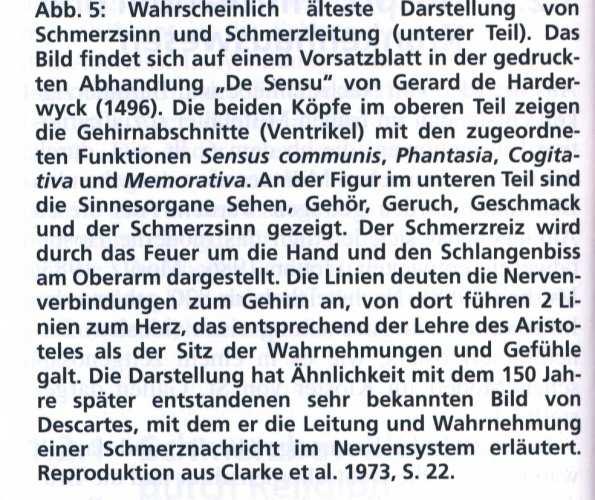 Faktoren Unspezifische Wirkung des Präparates ( Plazebo-Anteil ) Objektive und