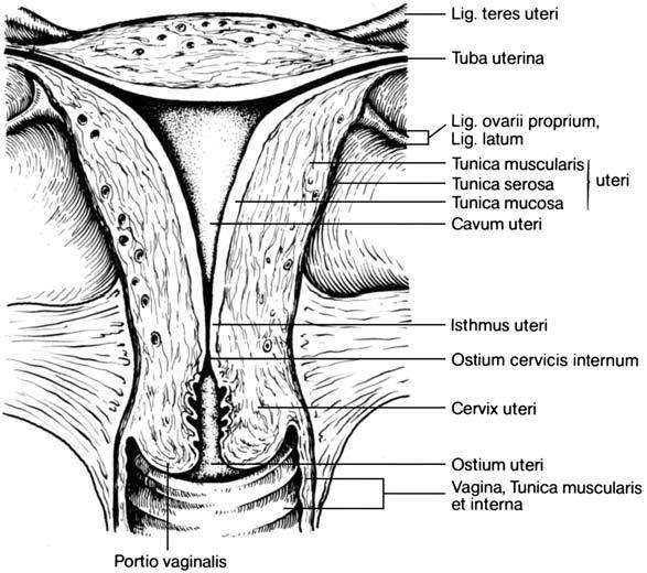 Anatomie und Funktion der weiblichen Geschlechtsorgane 3 bis zur 12. SSW gehört er zum uterinen Verschlussapparat ab dem 4.