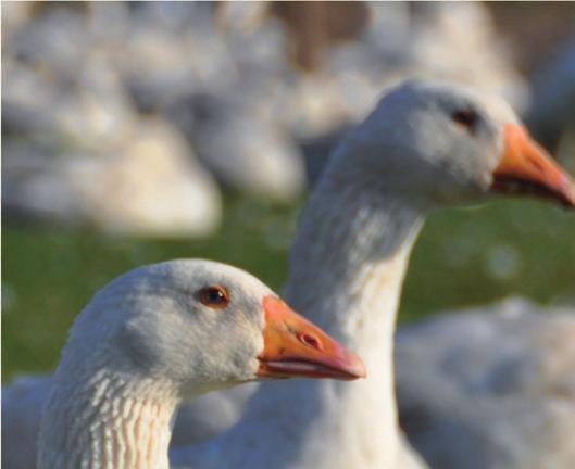 Die von uns angebotenen Gänse stammen