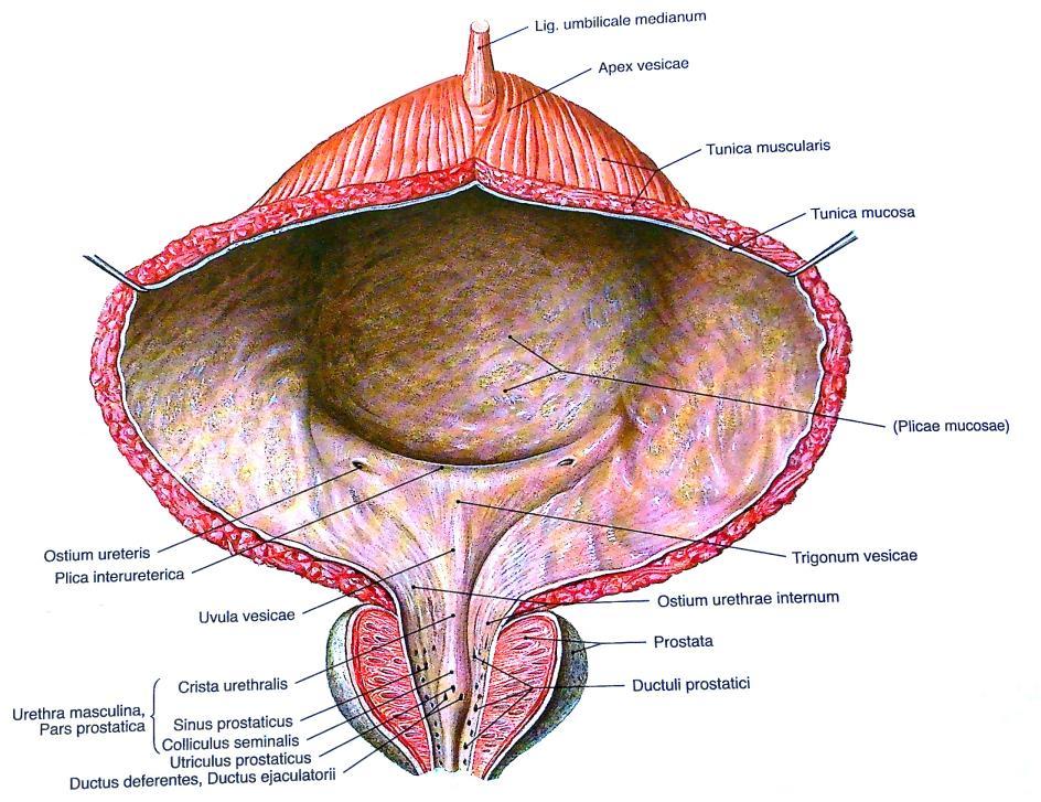 Urnierengangs und des sich entwickelnden Ureters in den Blasenboden mit ein und bildet das Trigonum vesicae. Dieses stammt somit, wie weiter oben beschrieben, von mesodermalem Gewebe ab.