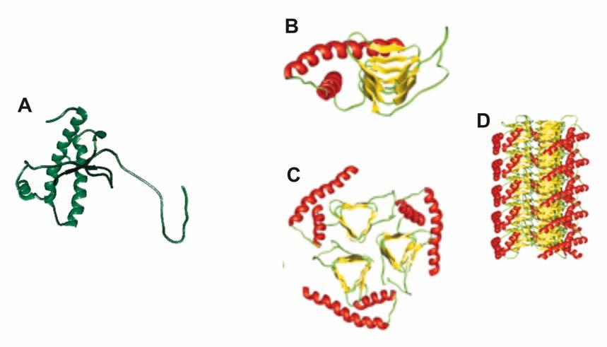 Einleitung 6 Tab.1.2: Vergleich der strukturellen und physikalisch-chemischen Eigenschaften der beiden Prion Protein Isoformen PrP Sc und PrP C.