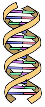 Strahlenschäden an der DNS