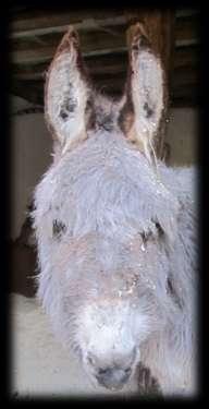 Ein Esel zum Palmsonntag Am Sonntag, den 24.03.2013 gegen 13.00 Uhr klingelte bei Petra Fähnrich das Vereinstelefon. Am anderen Ende eine verzweifelte Eselfreundin aus der Eifel.