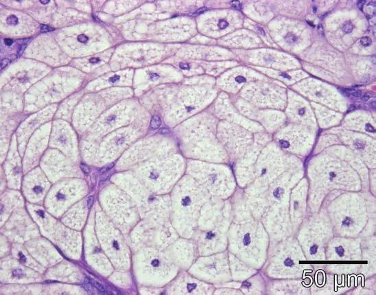 18 Talgdrüsen (HE 60x) sind wichtige Adnexstrukturen der Haut, die sich aus epithelialen Knospen der Haarfollikel entwickeln und deshalb gewöhnlich in Assoziation zu Haaren an der