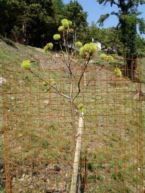 Stiftung Umwelt-Einsatz Schweiz SUS 7 Soazza, GR Die Kastanienselve von Soazza verfügt über die gewaltigsten Kastanienbäume in der Südschweiz.