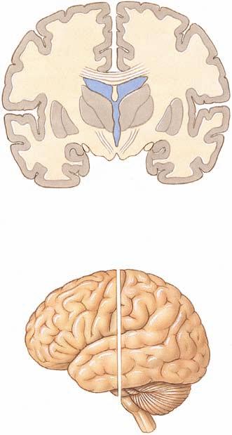 3.6 Die Hauptstrukturen des Gehirns dritter Ventrikel Seitenventrikel Fissura longitudinalis cerebri Corpus callosum Sulcus centralis Fissura longitudinalis cerebri Sulcus lateralis Hippocampus