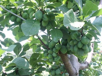 Enquiries and observations Fruit quality Suitability for