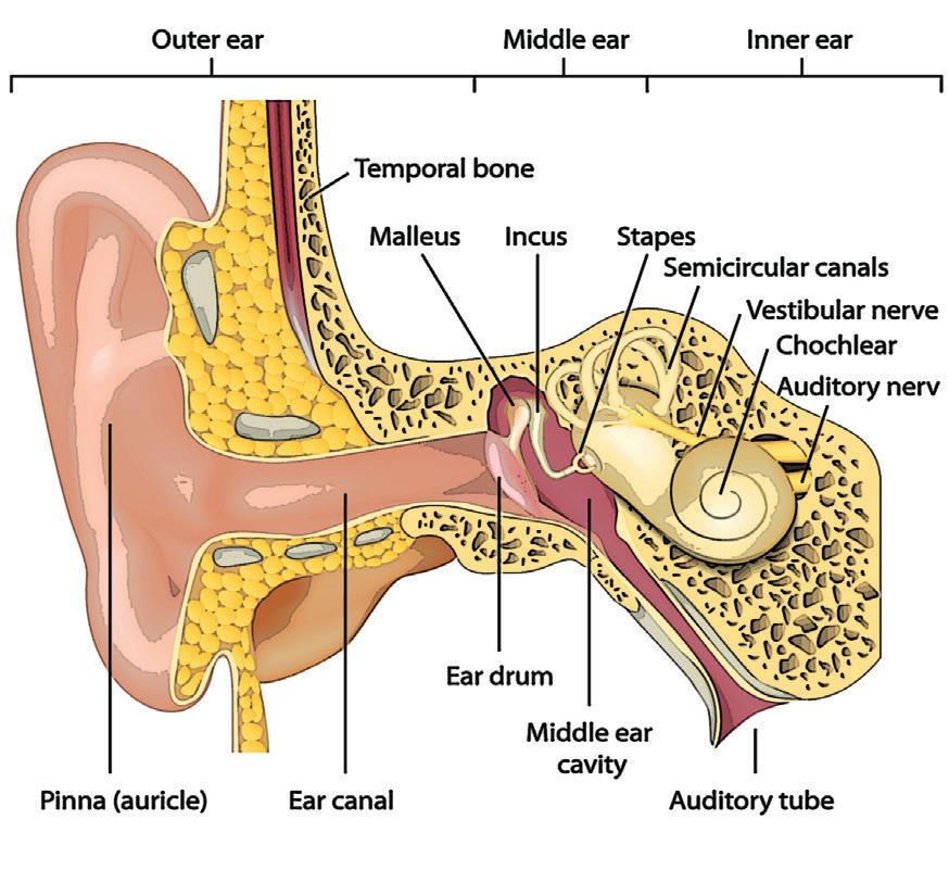 Das Ohr. Wie hören wir? Geräusche, Töne und Klänge gelangen als Schallwellen an die Ohrmuschel und von dort über den äußeren Gehörgang ins Ohr.
