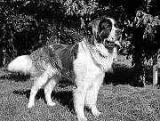Nummer 43 Donnerstag, 25. Oktober 2012 31 Tierschutzverein Ettlingen e.v. Oskar, ein sanftmütiger Riese Oskar, ein sechs Jahre alter Bernhardinerrüde, ist ein großer, kräftiger Hund.