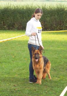 2014 fand in Vellahn (Nordwest Mecklenburg) die diesjährige Landesfährtenhundmeisterschaft des Verein für Dt. Schäferhunde statt.