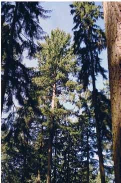 ZÜRCHER WALD 4/2017 Waldumbau im Klimawandel? 19 Fremde Baumarten wie die Douglasie können in moderater Form in der Verjüngung beigemischt werden.