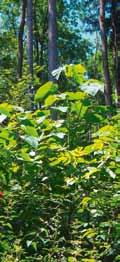 Waldumbau im Klimawandel? 22 ZÜRCHER WALD 4/2017 Blauglockenbaum Alle müssten den «Nurernten-Wald» akzeptieren. Und trotzdem wird es nicht so kommen.