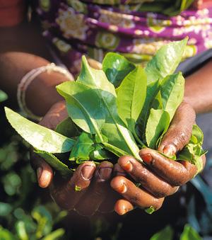 7 Teeplantagen, Nuwara Eliya 5 Wie ein grüner Teppich bedeckt Tee das Hochland er zählt zu den besten weltweit ( S. 73).