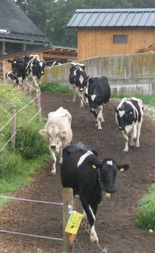 Triebweg und Koppeleinteilung Portionsweide Bei