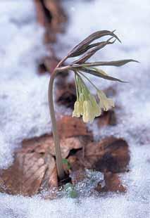 Floristische Besonderheiten Abb. 7: Das Silberblatt (Mondviole, Lunaria rediviva) ist die prägende Pflanze der Krautschicht im Schluchtwald auf der Riesn. Abb. 8: Das unscheinbar grün blühende Moschuskraut (Adoxa moschatellina) ist ebenfalls als Schluchtwaldzeiger zu werten.