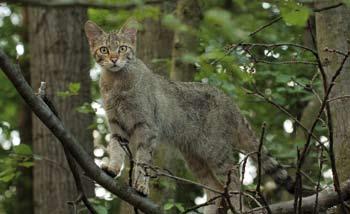 Mit ihrem Spürsinn gelingt es den beiden Wildkatzen auch bei Dunkelheit, auf den Sträuchern und Bäumen herum zu klettern und verborgenes Futter zu finden.