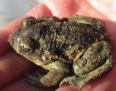 Vorkommen der Knoblauchkröte befinden sich vorwiegend in Landschaften mit lehmigen Böden.