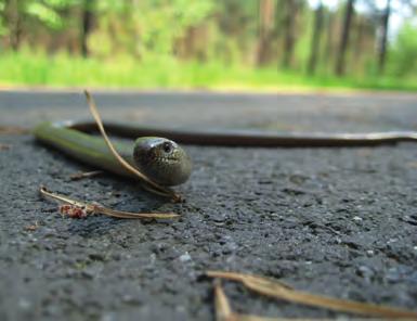 Wie der Blindschleiche ergeht es leider auch der häufigsten Schlange, der Ringelnatter (Natix natrix). Die Tiere leben an Gewässerufern, zuweilen aber auch in lichten Moor- und Waldgebieten.