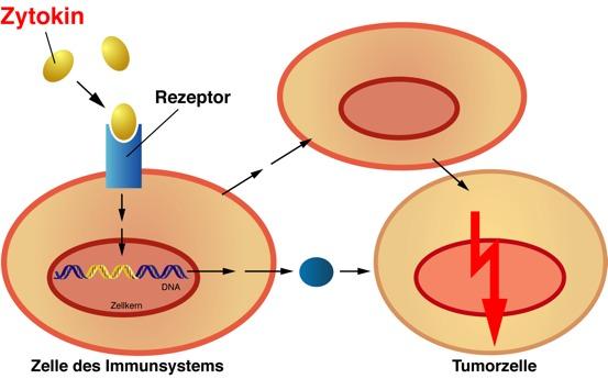 Zytokine