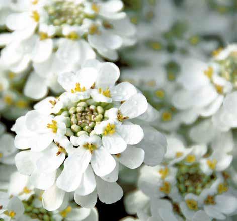 Schleifenblume (Iberis) Das leuchtende Weiß der Schleifenblume ist ein