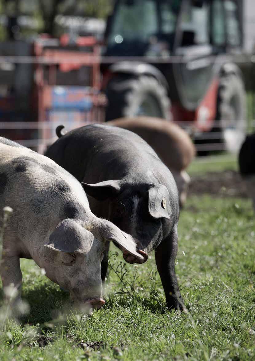 Vorsicht freilaufende Mohrenköpfle! Sie werden liebevoll Mohrenköpfle genannt, die Schwäbisch- Hällischen Landschweine.