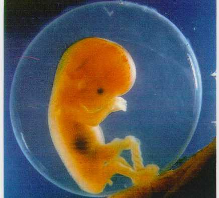 Wie entwickelt sich eine menschliche Psyche? Vor und nach der Geburt entwickelt sich die kindliche Psyche vor allem im Spiegel der mütterlichen Psyche.
