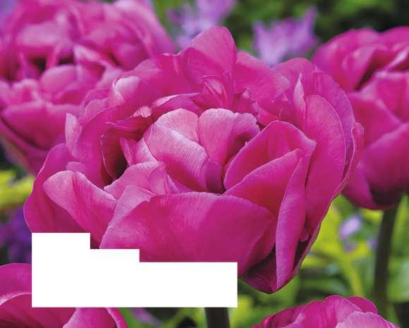 3, 99 3, 49 2, 99 3, 99 TULPEN TULIPA 'BACKPACKER' Gefüllte, späte Tulpe Blüte: purpur-rosa Blütezeit: Mai Höhe: