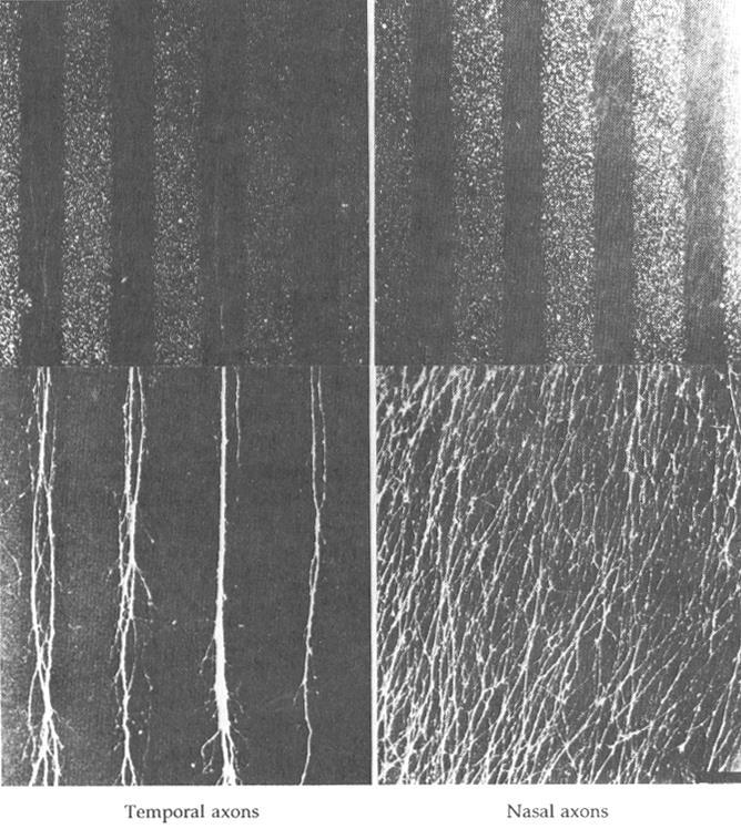 Signale zur Wegfindung: - andere Neurone ( Pionierneurone ) und nicht-neuronale Zellen - Moleküle der extrazellulären Matrix - Diffusible Moleküle Experimenteller