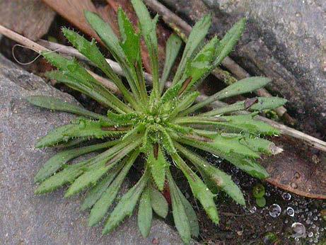 Der Name bezieht sich auf die charakteristischen schmalen, spitzen Blattzähne. Beschreibung: Pflanze niedrig bis mäßig hochwüchsig.