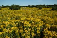 Auch bei Sommerhonigen hat, wie die Ergebnisse des Projektes Blüten für Bienen der Stiftung Naturschutz Schleswig- Holstein eindeutig zeigen, das Angebot an Alternativtrachten im Umfeld der