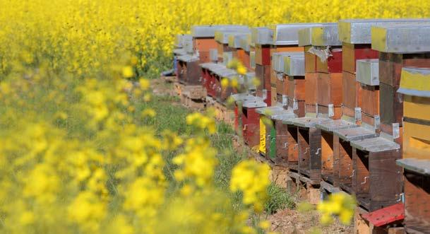 Den Bienen erschwert man die Arbeit zur Honigproduktion und bei der Brutversorgung, wenn die Bienenvölker zu kalt und zu feucht stehen.