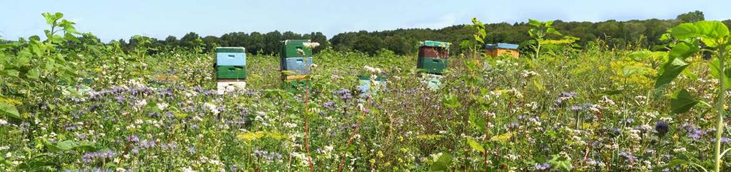 Das deutlich bessere Verhältnis von Bienenmasse zu Zargenvolumen und die geringere Honigmasse bei Halbzargen gegenüber Vollzargen im Honigraum führen allerdings zu einer